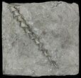 Archimedes Screw Bryozoan Fossil - Missouri #68679-2